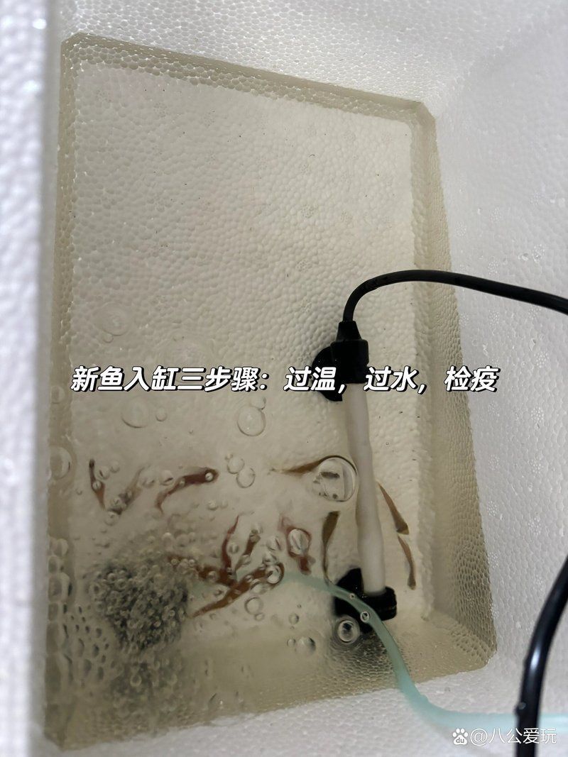 如何預(yù)防龍魚鰓寄再次感染？（新魚入缸檢疫八公愛玩）