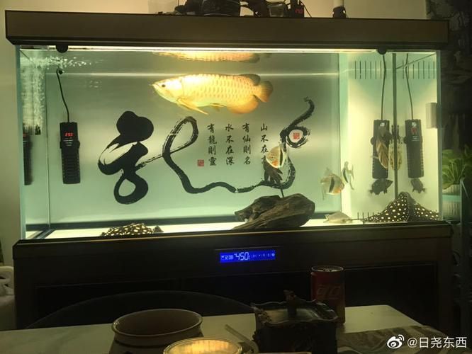 龍魚燈色溫多少最佳（龍魚燈的色溫選擇對于營造適宜的觀賞環境至關重要）