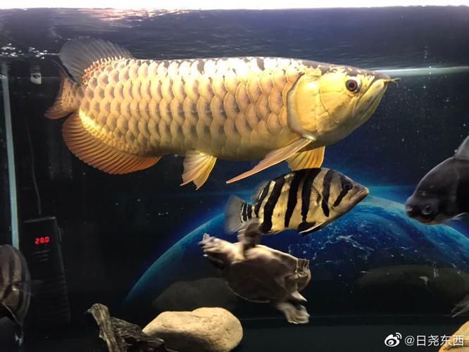 龍魚燈色溫多少最佳（龍魚燈的色溫選擇對于營造適宜的觀賞環境至關重要）