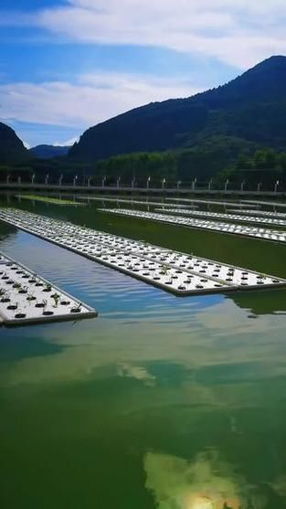忻城縣龍魚養(yǎng)殖業(yè)的發(fā)展情況（廣西忻城縣龍魚養(yǎng)殖業(yè)）