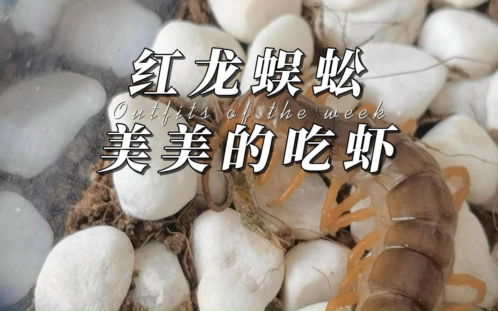 龍魚多久喂一次蝦（如何判斷龍魚的生長階段？）