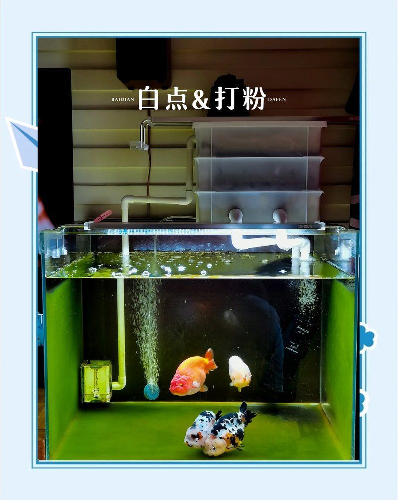 如何區分龍魚水霉病和白點病？（如何區分龍魚水霉病和白點病）