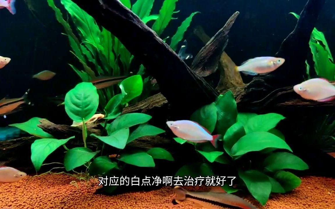 如何區分龍魚水霉病和白點病？（如何區分龍魚水霉病和白點病）