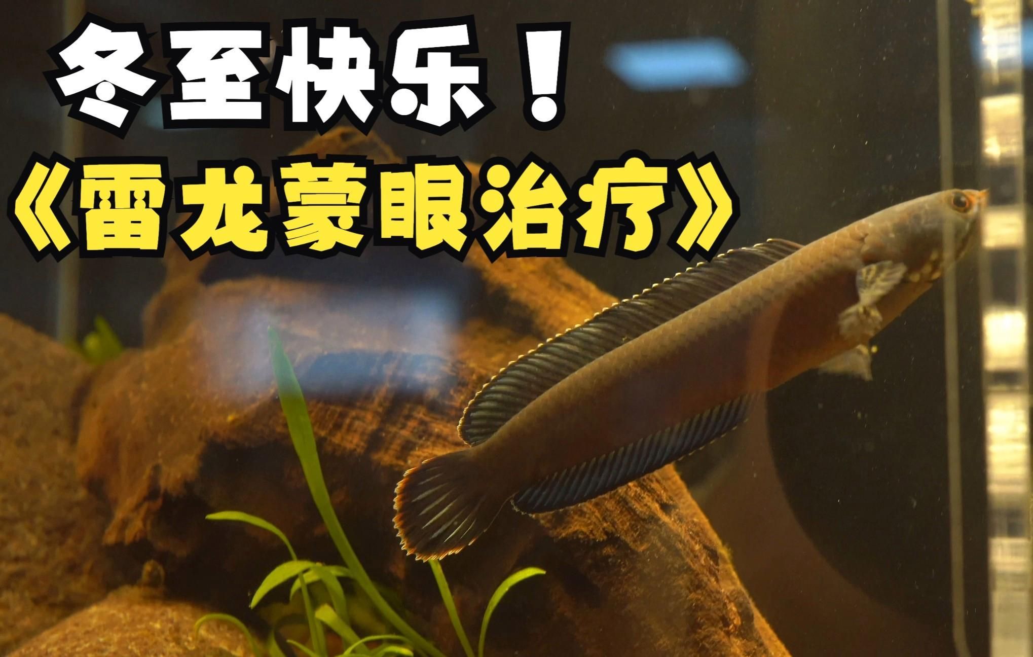 有哪些藥物可以有效治療龍魚眼白點？（龍魚“蒙眼”先別著急下藥治療方法）
