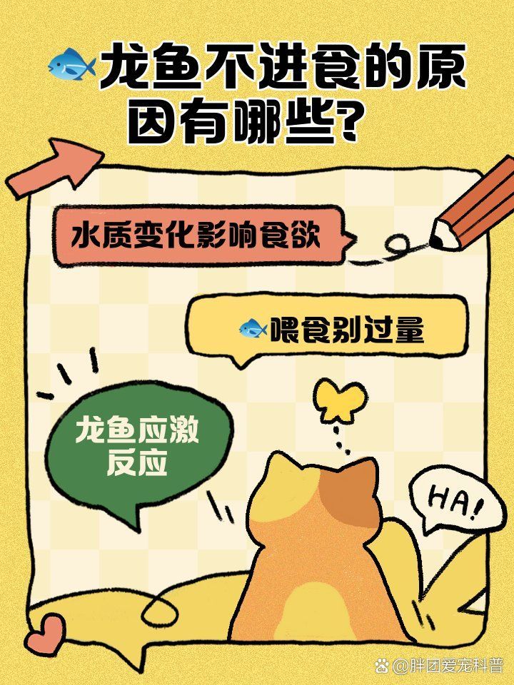 龍魚不愛吃食會持續多久？（胖團愛寵科普，龍魚拒食的六大原因及解決方法）