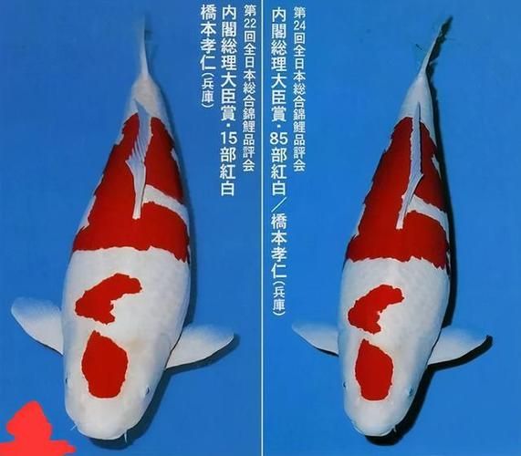 還有哪些魚的價格能趕超紅龍魚？（觀賞魚界的“奢侈品”大盤點）