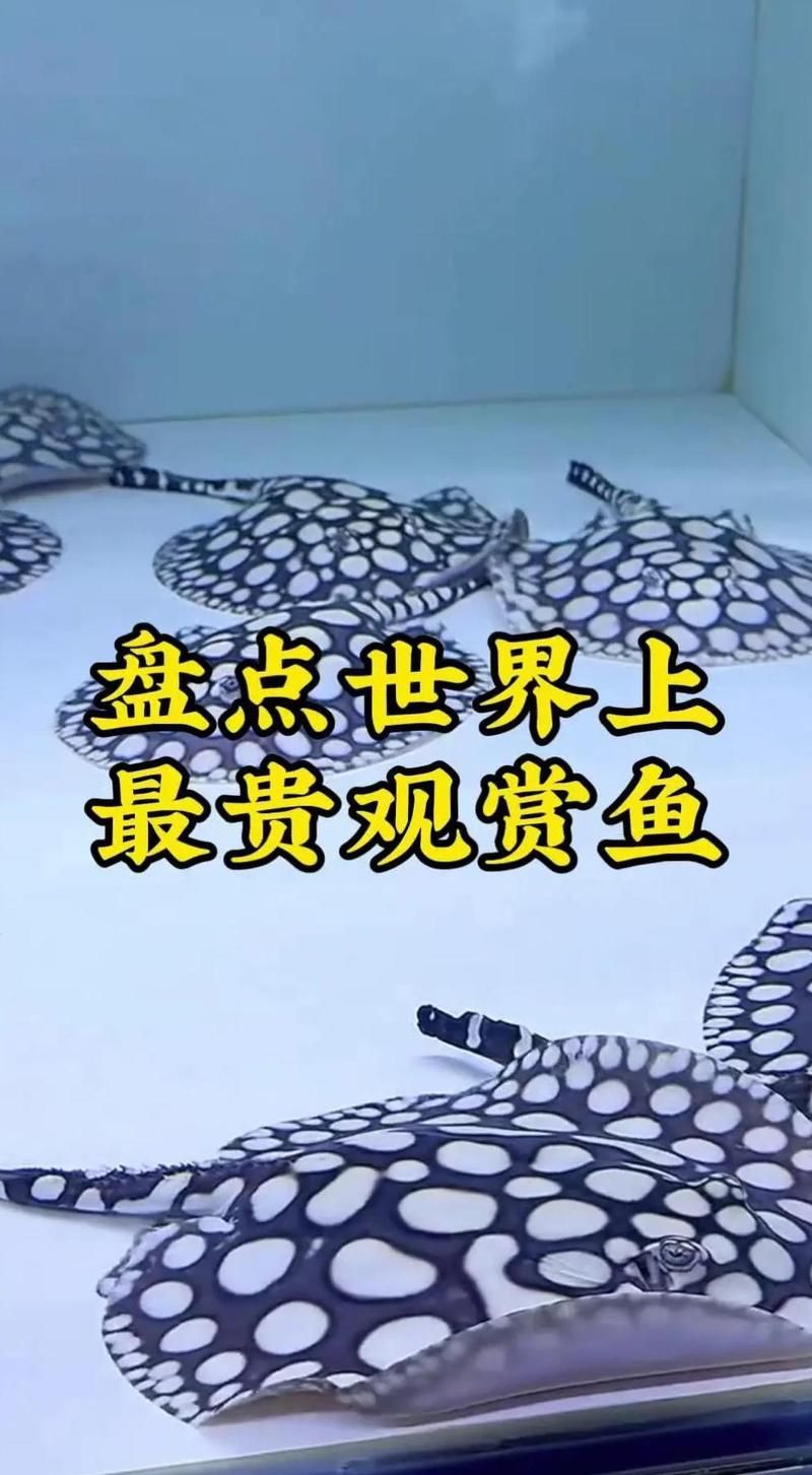 還有哪些魚的價格能趕超紅龍魚？（觀賞魚界的“奢侈品”大盤點）
