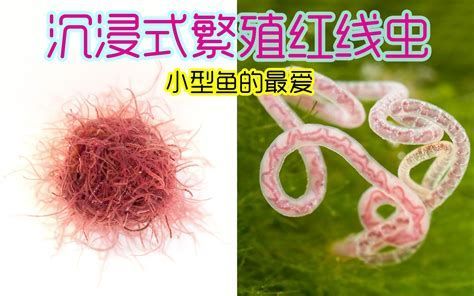 詳解（1000字和配圖）還有哪些蟲子是龍魚的最愛？（龍魚的“蟲食”）