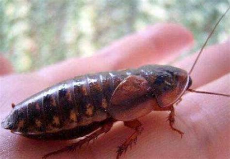 詳解（1000字和配圖）還有哪些蟲子是龍魚的最愛？（龍魚的“蟲食”）