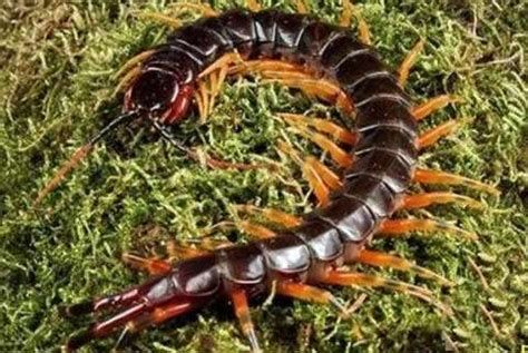 詳解（1000字和配圖）還有哪些蟲子是龍魚的最愛？（龍魚的“蟲食”）