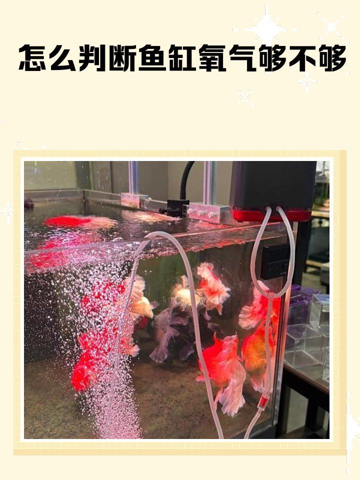 如何判斷紅龍魚是否缺氧（arxiv論文助手arxiv論文助手arxiv論文助手）