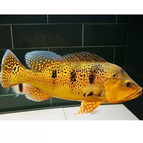 巴西亞魚和龍魚混養案例（巴西亞魚與龍魚混養）
