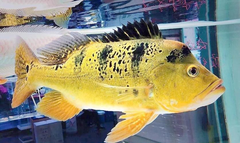 巴西亞魚和龍魚混養案例（巴西亞魚與龍魚混養）