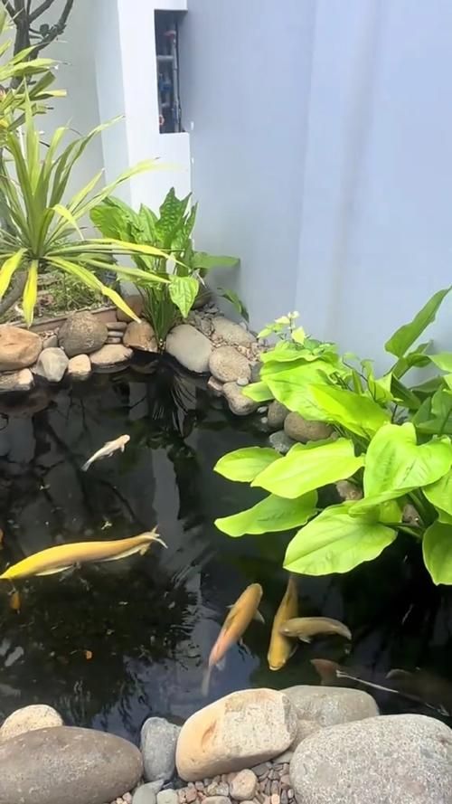 邱縣龍魚養殖技術（邱縣龍魚養殖技術細節）