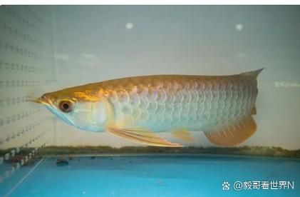 廣州龍魚(yú)價(jià)格大概是多少（廣州龍魚(yú)價(jià)格大概是多少?gòu)V州龍魚(yú)批發(fā)市場(chǎng)在哪里）