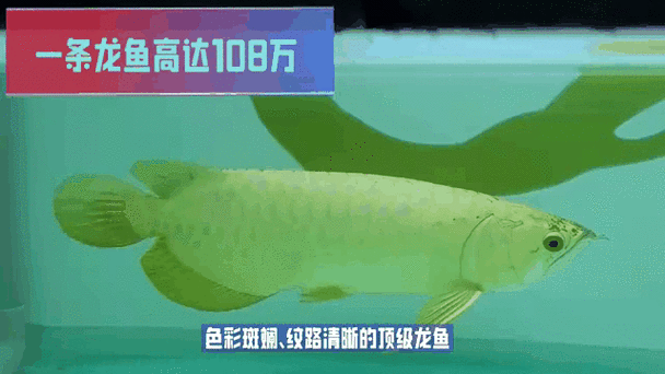 廣州龍魚(yú)價(jià)格大概是多少（廣州龍魚(yú)價(jià)格大概是多少?gòu)V州龍魚(yú)批發(fā)市場(chǎng)在哪里）