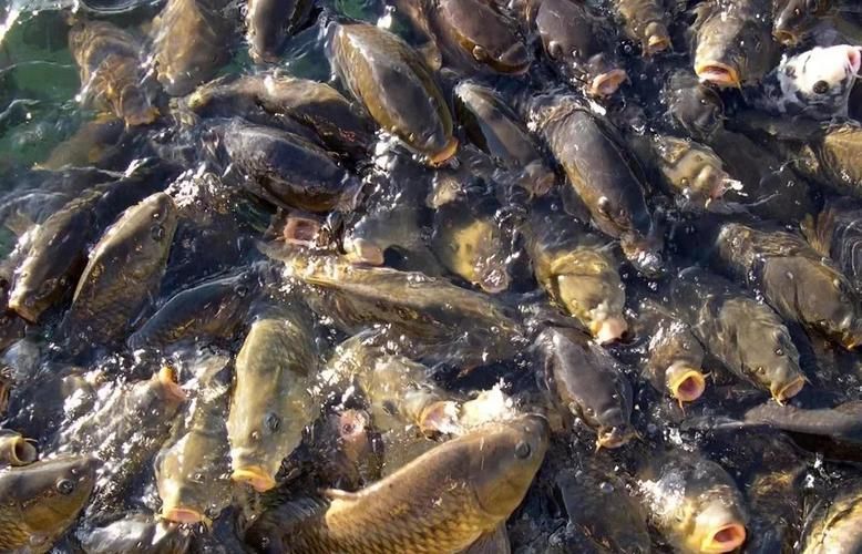 如何判斷龍魚是否缺氧或氨中毒？（——科學診斷指南（arxiv論文助手,arxiv論文助手））