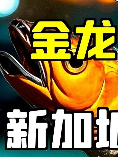 金龍魚是否涉及任何國際爭議？（金龍魚在亞洲地區廣泛養殖金龍魚是否涉及任何國際爭議）
