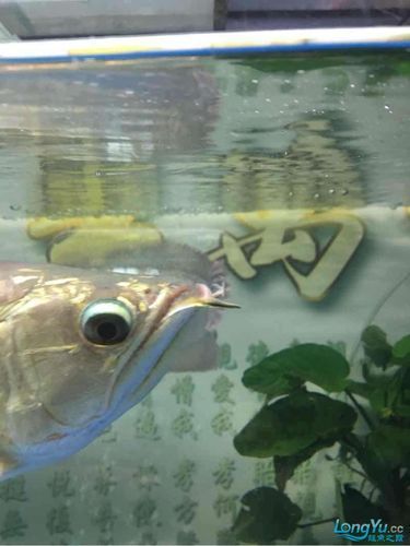 如何判斷龍魚斷須的嚴重程度？（如何判斷龍魚斷須的嚴重程度）