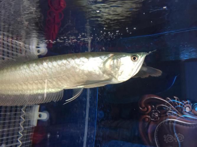如何判斷龍魚斷須的嚴重程度？（如何判斷龍魚斷須的嚴重程度）