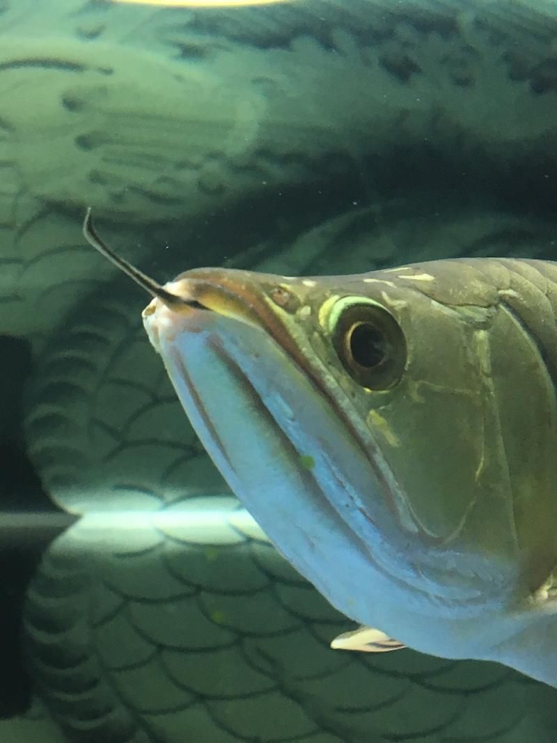 如何判斷龍魚斷須的嚴重程度？（如何判斷龍魚斷須的嚴重程度）