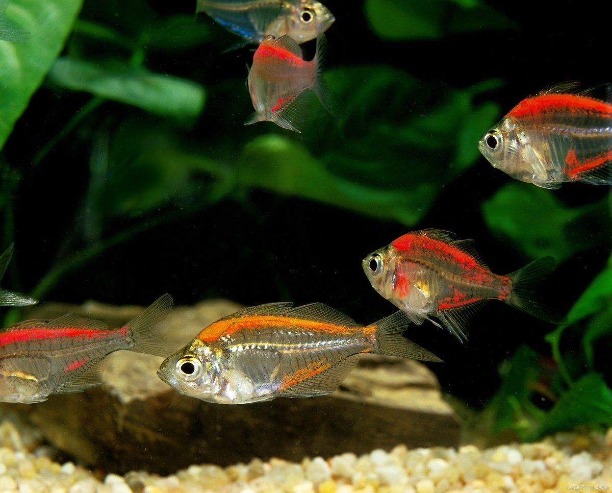 如何鑒別真假泗水龍魚？（如何鑒別泗水龍魚）