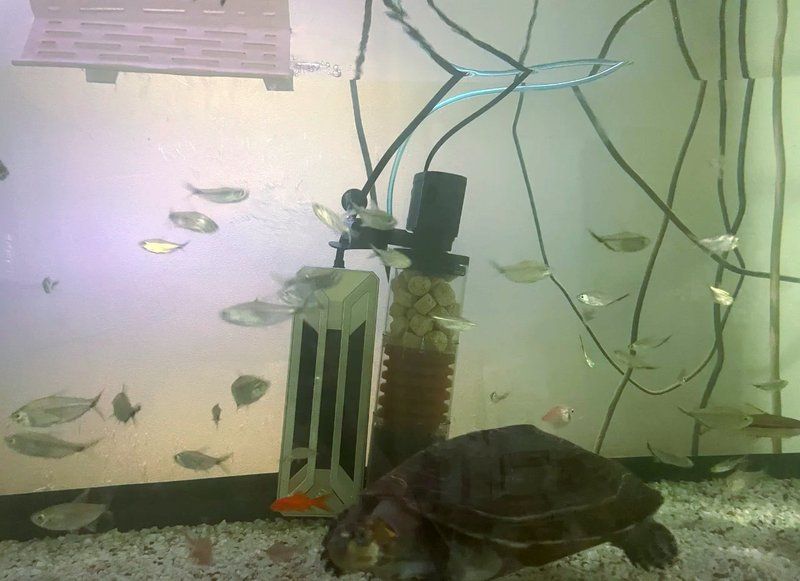 有哪些方法可以安撫龍魚？（安撫龍魚的核心方法）