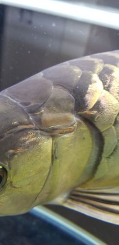 龍魚內寄治療后多久見效？（關于龍魚內寄治療后見效時間問題）