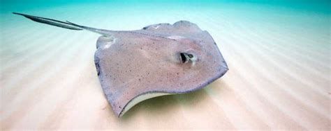 哪些魚可以和龍魚混養？（混養龍魚可行配魚清單）