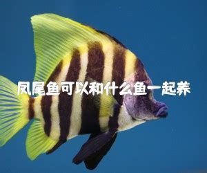 哪些魚可以和龍魚混養？（混養龍魚可行配魚清單）