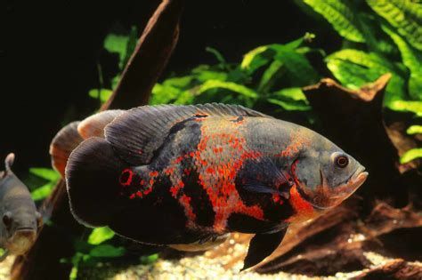 哪些魚可以和龍魚混養？（混養龍魚可行配魚清單）