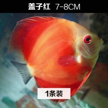 哪些魚可以和龍魚混養(yǎng)？（混養(yǎng)龍魚可行配魚清單）