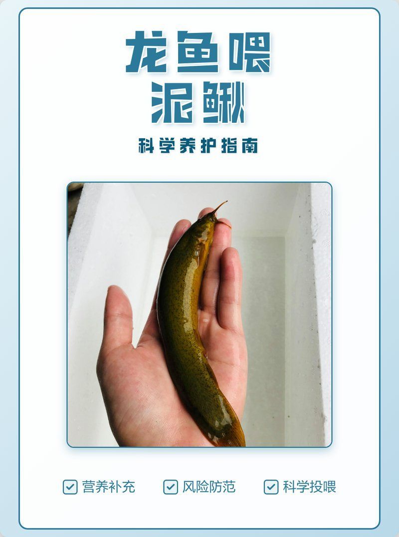 龍魚吃活泥鰍有哪些注意事項？（龍魚吃活泥鰍的正確方法寵物喂養(yǎng)秘籍） 龍魚吃活泥鰍有哪些注意事項？（龍魚吃活泥鰍的正確方法寵物喂養(yǎng)秘籍） 龍魚百科 第3張