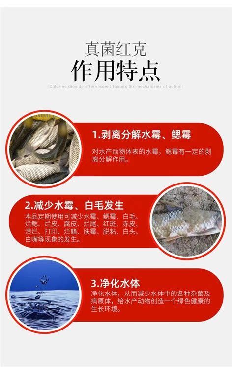 龍魚白色塊狀物可能是哪些疾病？（龍魚出現白色塊狀物是怎么回事）