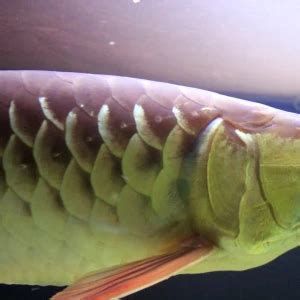 龍魚白色塊狀物可能是哪些疾病？（龍魚出現白色塊狀物是怎么回事）