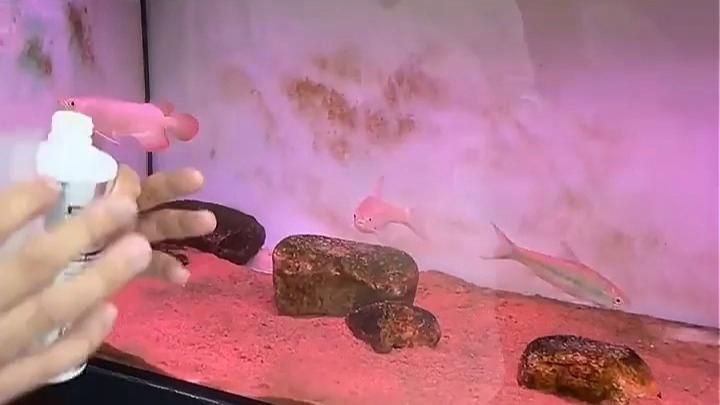 有哪些方法可以加速龍魚鱗片恢復(fù)？（龍魚鱗片恢復(fù)期間的每日護(hù)理清單）