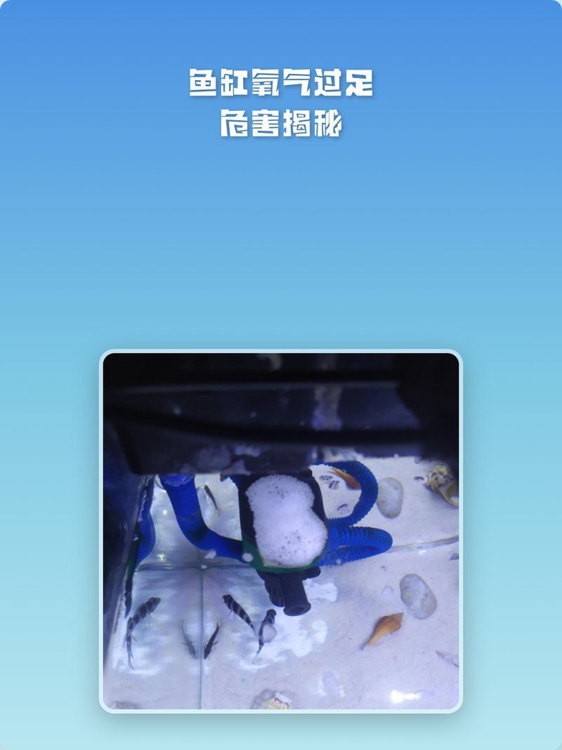 銅龍魚的市場價格走勢，銅龍魚市場價格走勢