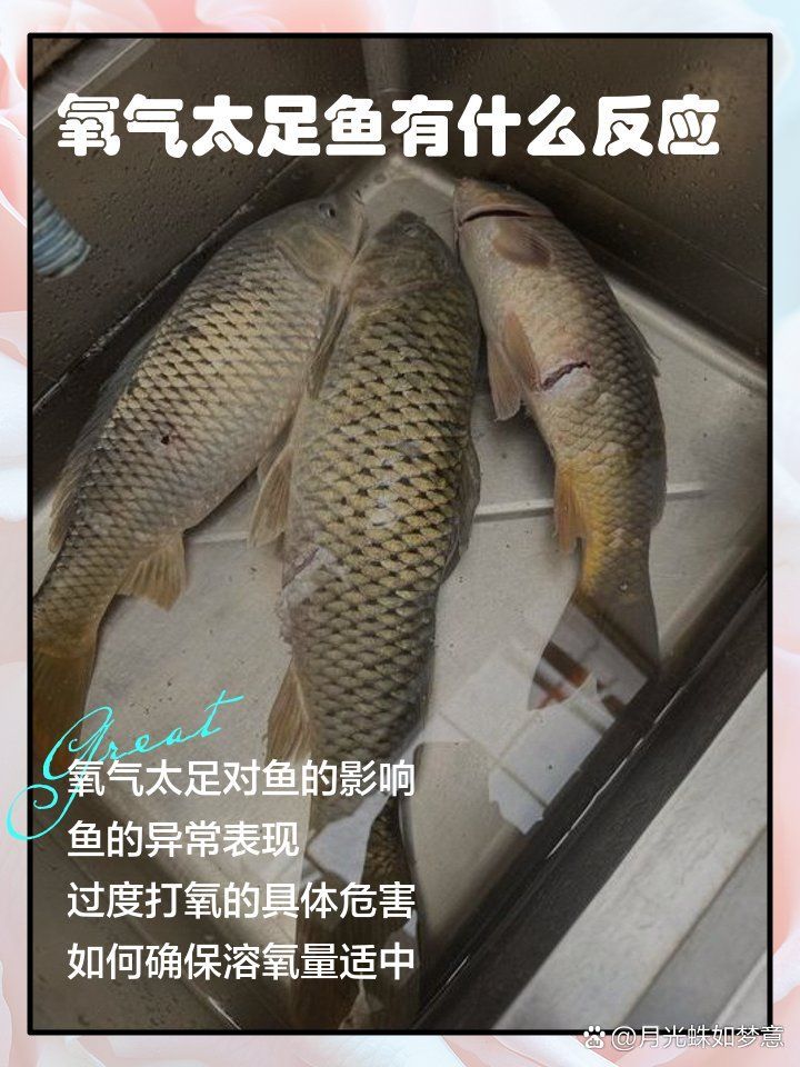 打氧對金龍魚有哪些具體好處？（打氧對金龍魚的好處）