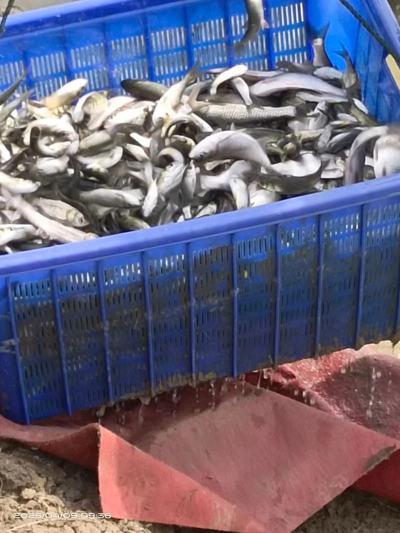 北京龍魚苗批發的季節性如何？（北京龍魚苗批發季節性規律）