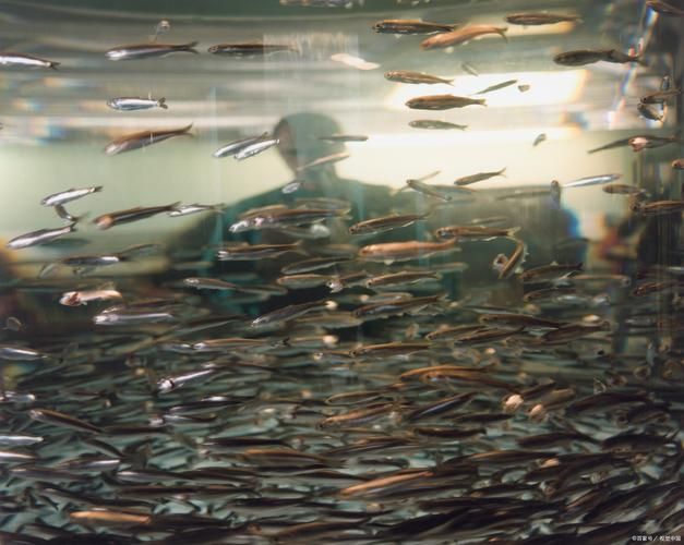 北京龍魚苗批發的季節性如何？（北京龍魚苗批發季節性規律）