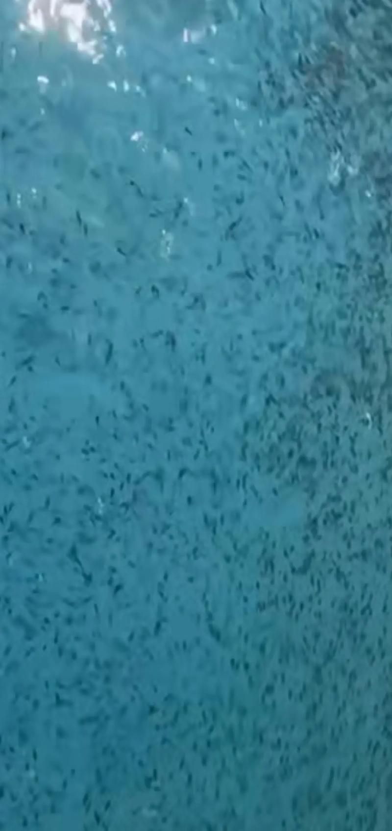 小龍魚苗有哪些常見的疾病及防治方法？（小龍魚苗常見疾病及防治方法）