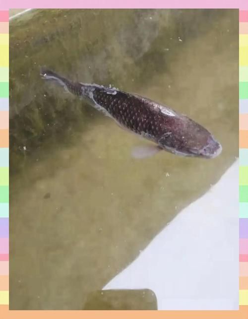 小龍魚苗有哪些常見的疾病及防治方法？（小龍魚苗常見疾病及防治方法）