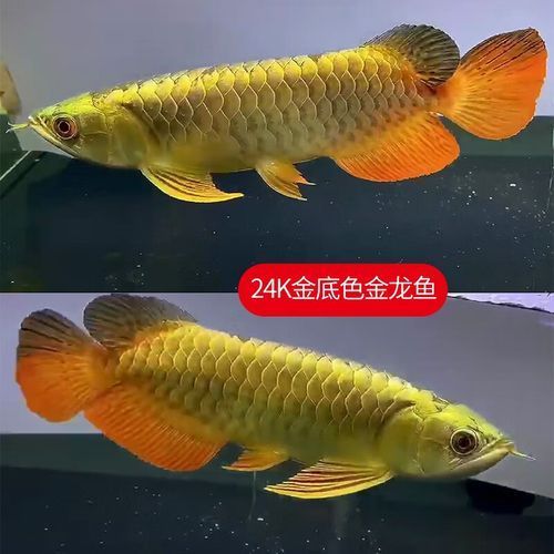 有哪些品種的30公分紅龍魚價(jià)格最高？（30公分紅龍魚品相評(píng)估指南，幫你快速判斷發(fā)色潛力和市場(chǎng)價(jià)值）