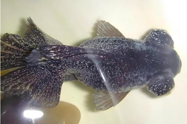 如何判斷金龍魚是否感染白點(diǎn)病？（——權(quán)威診斷金龍魚白點(diǎn)病系統(tǒng)解析）