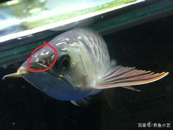 如何判斷龍魚是否患有頭洞病？（龍魚頭洞病的診斷）