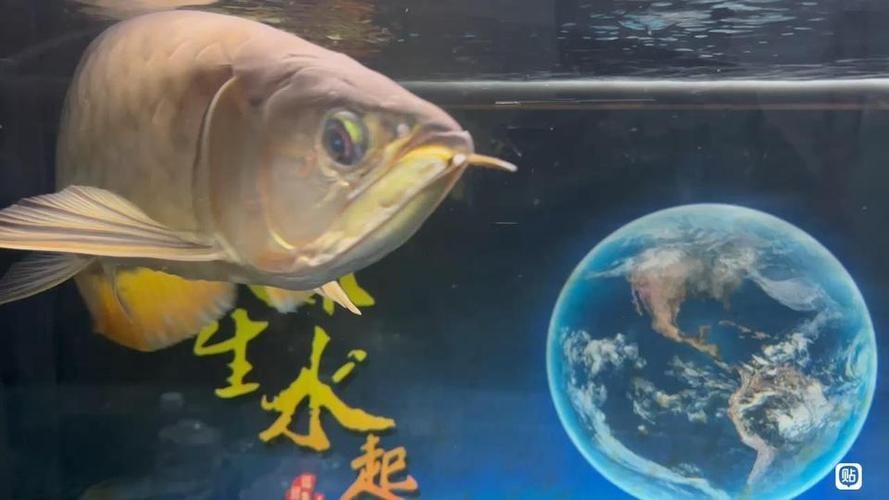 龍魚吧有哪些功能模塊？（龍魚吧百度貼吧通用模塊信息整理完成）