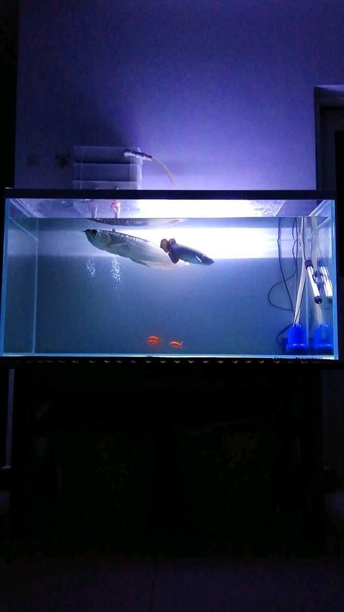龍魚吧有哪些功能模塊？（龍魚吧百度貼吧通用模塊信息整理完成）