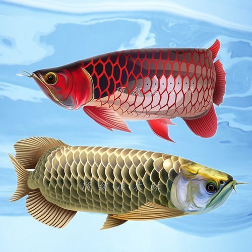 高背金龍魚烤魚多久見效（關于“高背金龍魚烤魚多久見效”的謠言）