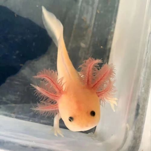 如何烹飪東山龍魚？（東山龍魚烹飪方法）