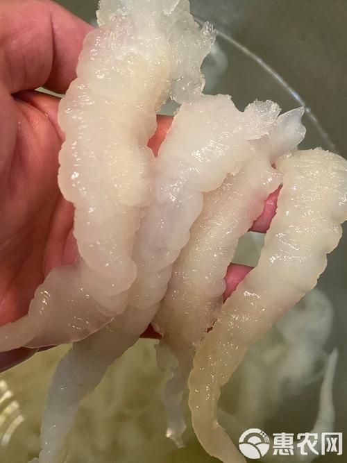 龍魚病逝后多久會腐爛？（龍魚死亡后的腐爛時間）